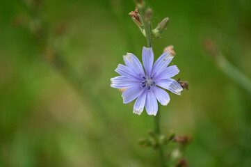 Fleur de chicorée
