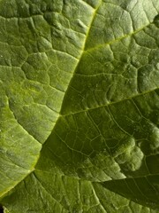 Rhubarb, mako photo, edible plants, garden, nature big green leaf 