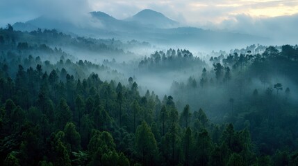 Obraz premium Misty mountain range covered in lush forests.