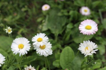field of blooming wild chamomile in the garden