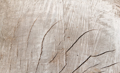 wooden texture background surface of a cut tree stump