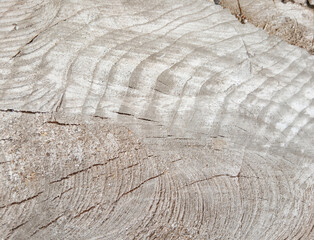 wooden texture background surface of a cut tree stump