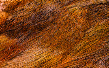Abstract rich orange brown on animal fur, close-up texture background. 