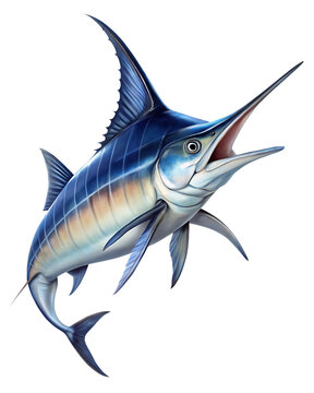 Majestic blue marlin fish isolated on a white background png