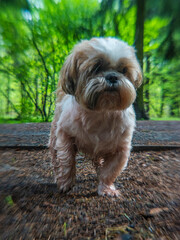 anamorphic lens of a shih tzu dog walking in the woods in summer