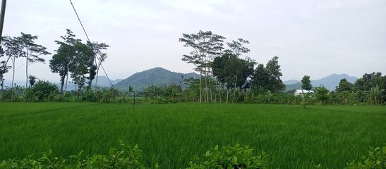 Obraz premium Beautiful Green Rice Field with Distant Mountains