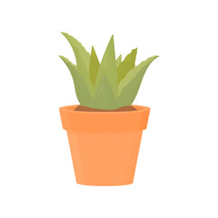 Aloe vera in a pot. Medicinal plant in the house. Plant in cosmetology