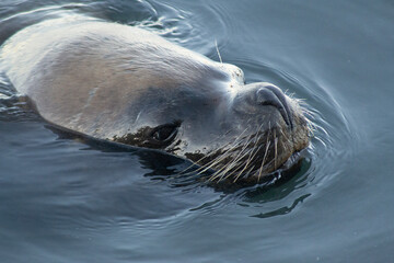 Patagonian Sea Lion Resting on Chilean Coast