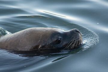 Patagonian Sea Lion Resting on Chilean Coast