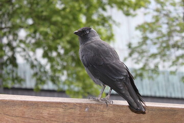 crow on the fence