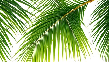 Obraz premium Vibrant green palm leaves, isolated on white Perfect for summer designs, leaf vector, design element