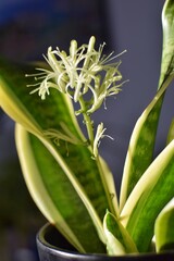 Blooming sansevieria with a delicate aroma, with small drops of dew, an unpretentious indoor plant.