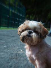 anamorphic lens of a shih tzu dog walking 