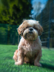 anamorphic lens shih tzu dog on a soccer field in summer