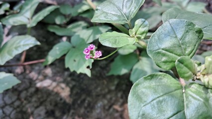 Punarnava Flowers and Plants on Green Leaves Background.