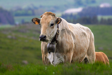 cows in the meadows of Aubrac
