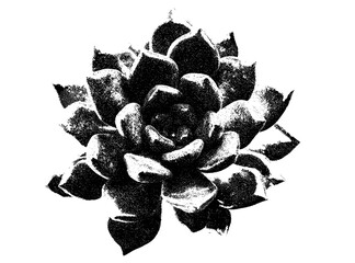 Succulent flower with retro photocopy stipple effect for grunge punk y2k collage design, vector illustration in vintage halftone brutalist style for poster, banner, aesthetic, floral art, abstract. © aura studio