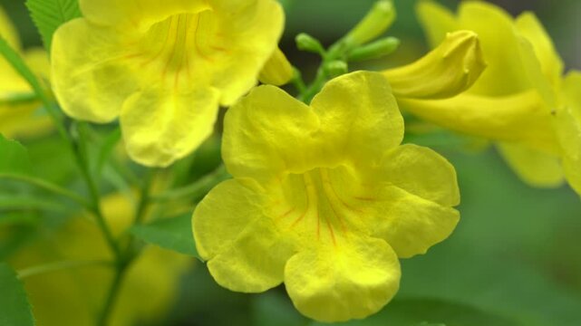 Close-up of Yellow Trumpetbush Flowers