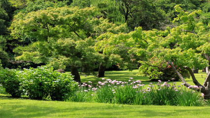 都心散歩　浜離宮ハナショウブの頃