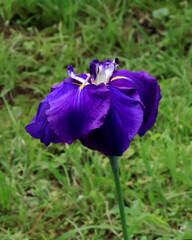 都心散歩　浜離宮ハナショウブの頃