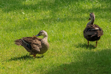 都心散歩　浜離宮ハナショウブの頃