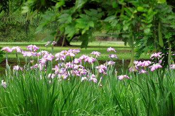 都心散歩　浜離宮ハナショウブの頃