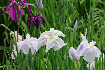 Fototapeta premium 都心散歩 浜離宮ハナショウブの頃