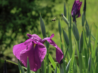 都心散歩　浜離宮ハナショウブの頃