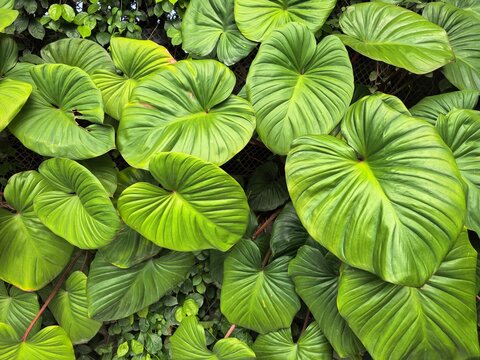 Lush Green Tropical Homalomena Plant Leaves