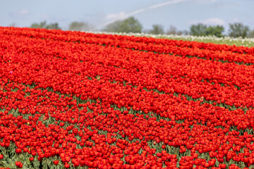 Ein Feld mit roten Tulpen
