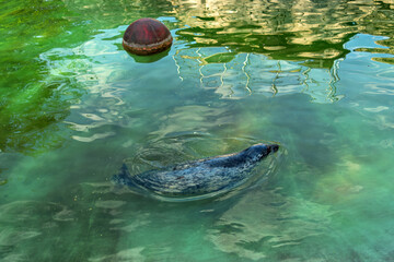 Harbor seal glides gracefully beneath the green water surface, with reflections and a red buoy...