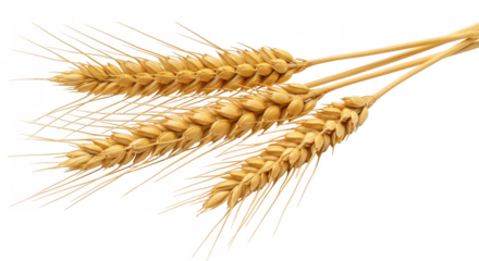 Three wheat stalks isolated on transparent background