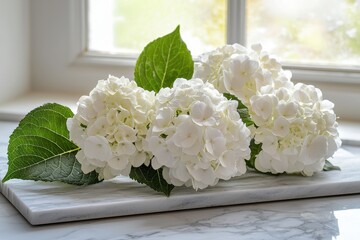 White Hydrangeas on Marble Surface Near Window marble hydrangea white hydrangea white flowers floral