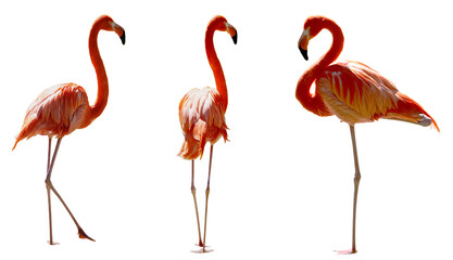 A stunning collection of red flamingos (Phoenicopterus ruber) standing in water, white background