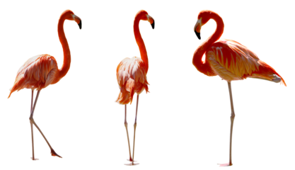 A stunning collection of red flamingos (Phoenicopterus ruber) standing in water, white background