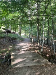 path in the woods