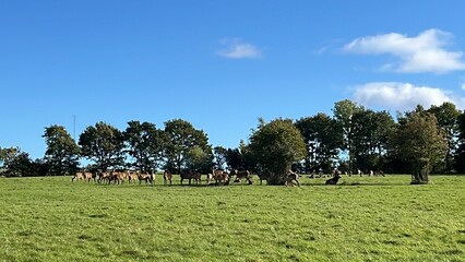 herd of red deers in the meadow