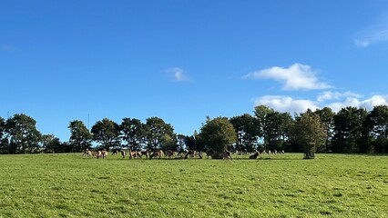 herd of red deers in the meadow