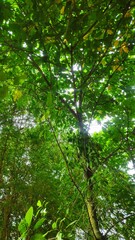 green forest background
