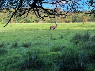 deer in the woods