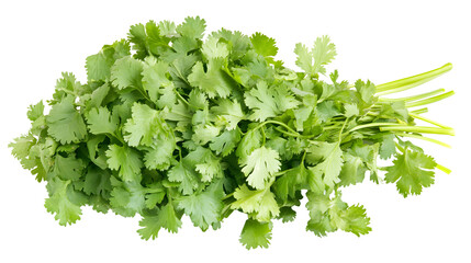 Fresh cilantro herb isolated on clean white background for culinary designs