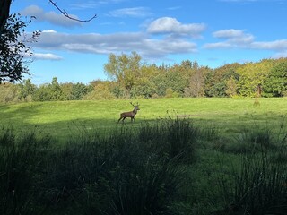 deer in the forest