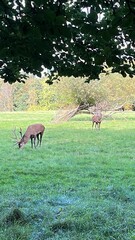 deer in the forest