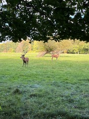 deer in a field