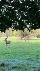 Naklejka premium deer in a field