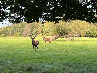 deer in the grass