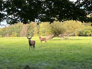 Naklejka premium deer in the grass
