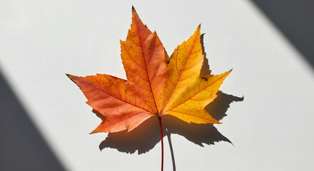 Vibrant Autumn Maple Leaf on White Background Crisp Fall Photography