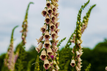 Close-up of a tall foxglove plant with white and purple bell-shaped flowers in a field. © Michael