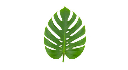 Vibrant Green Monstera Leaf A Single, Isolated Leaf on White Background